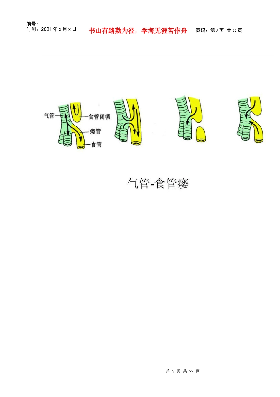 最新组织学与胚胎学图谱标注_第3页