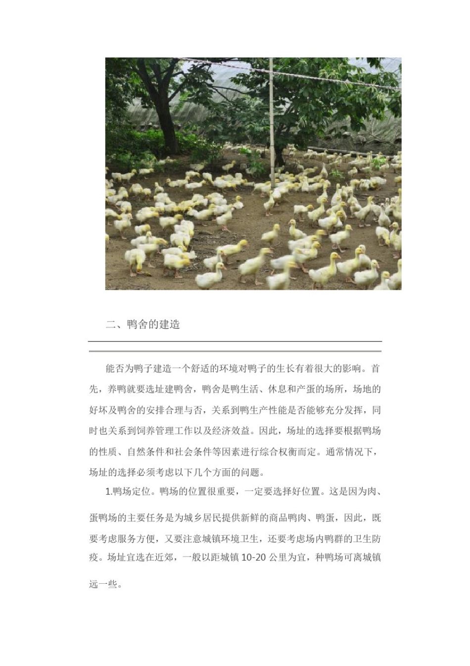 养鸭技术大全教你如何高效养鸭_第2页