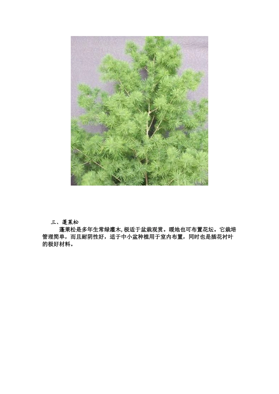 人力资源-28种助财吉祥植物及18种净化环境植物_第3页