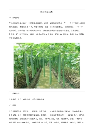 丝瓜栽培技术