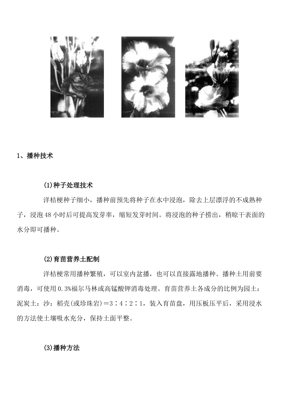 洋桔梗的种植技术_第2页