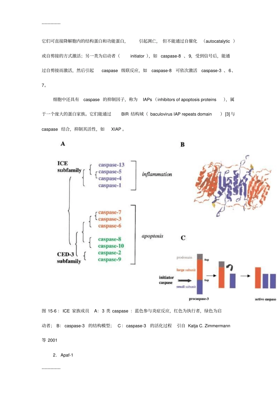 (整理)凋亡相关的基因和蛋白_第2页