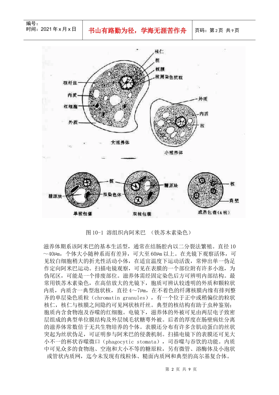 第一节溶组织内阿米巴_第2页