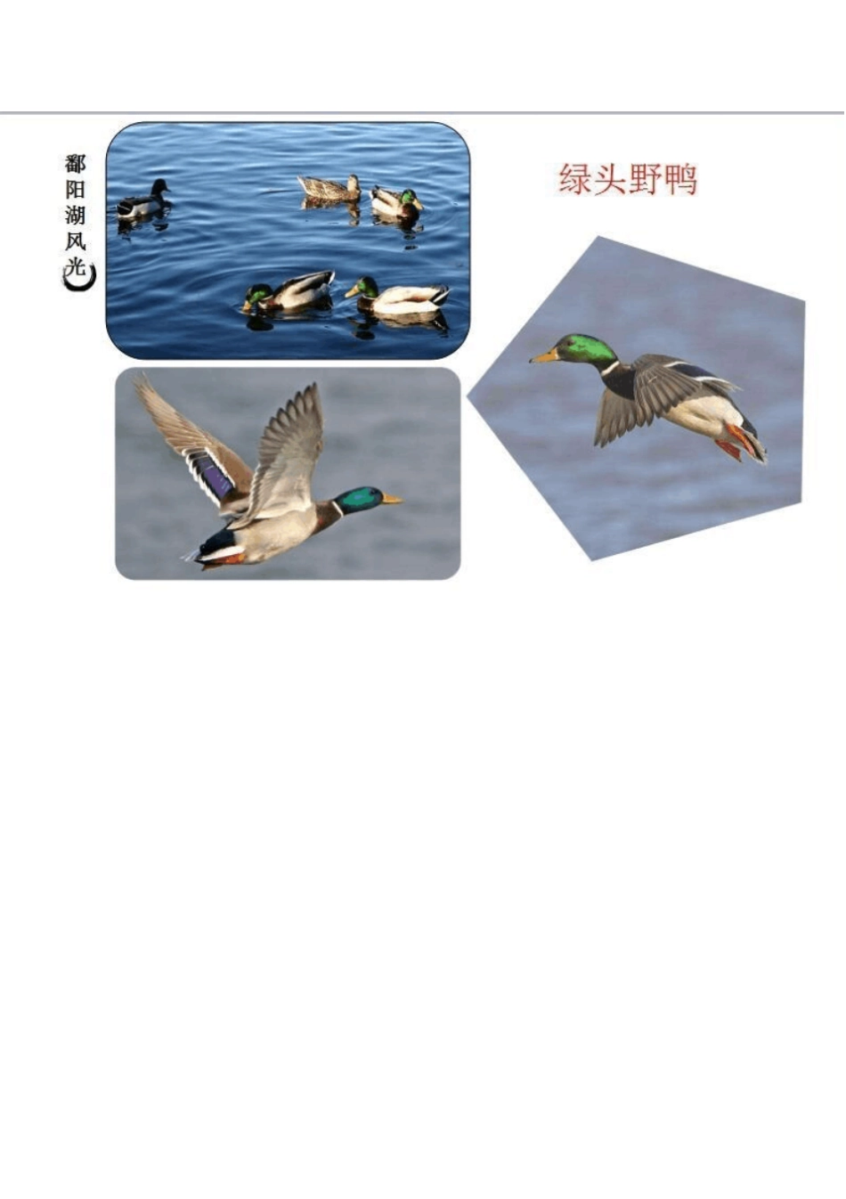 小学美术《候鸟的乐园》优质教案.教学设计_第3页