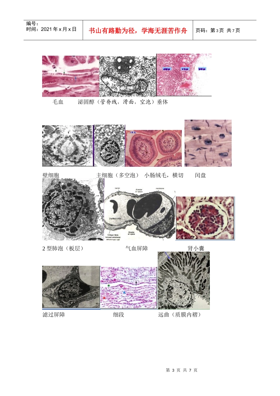 组织学与胚胎学(组胚)图谱考试完全攻略_第3页