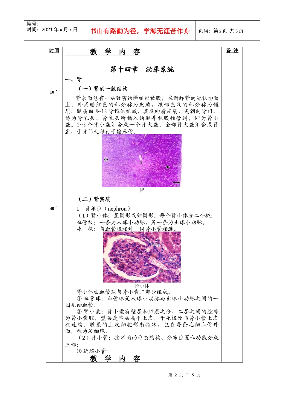 组织胚胎学之泌尿系统_第2页