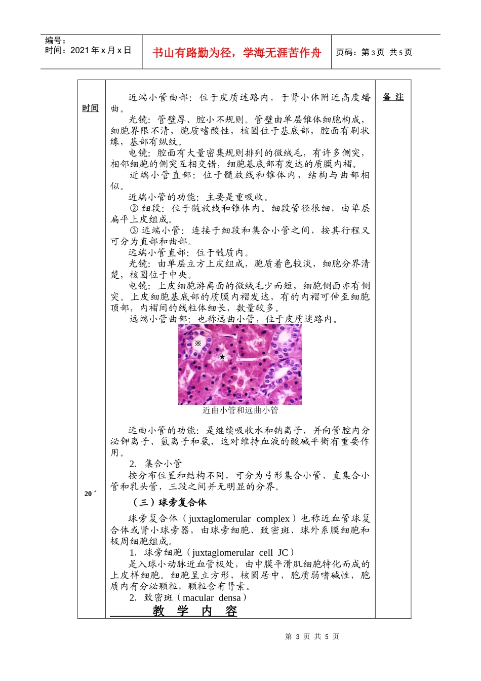 组织胚胎学之泌尿系统_第3页