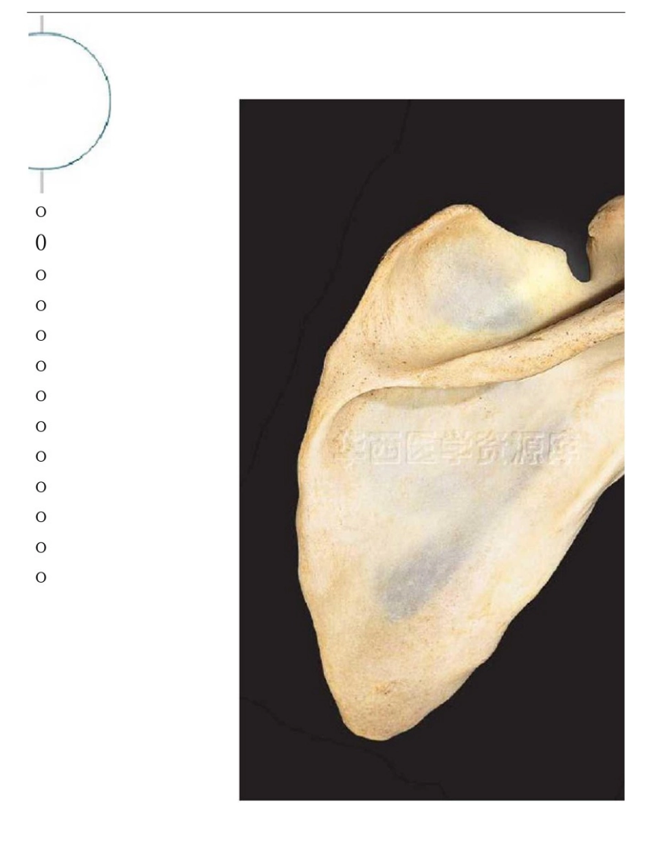 人体解剖学标本考试_第3页