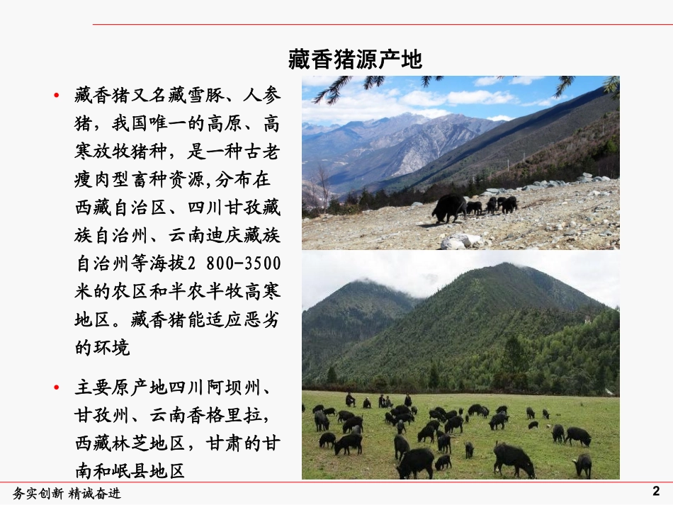 藏香猪的饲养管理和品牌建设(PDF61页)_第3页