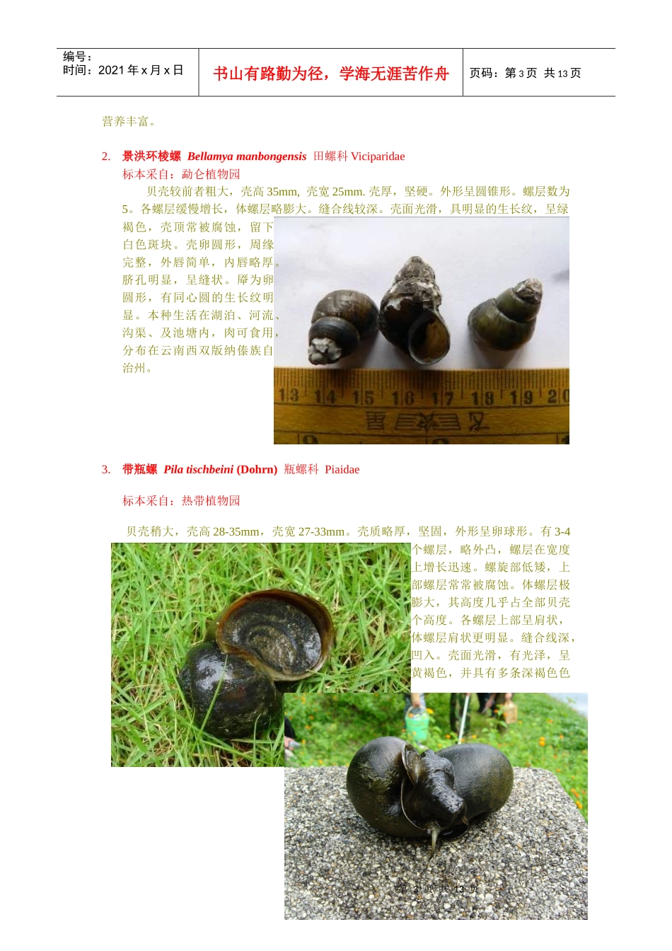 西双版纳软体动物实习调查报告书_第3页