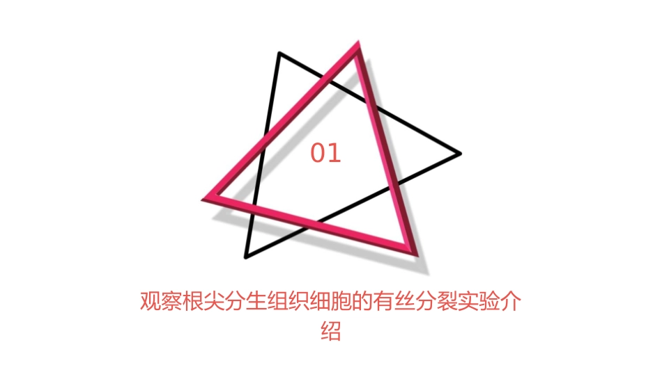 观察根尖分生组织细胞的有丝分裂课件_第3页