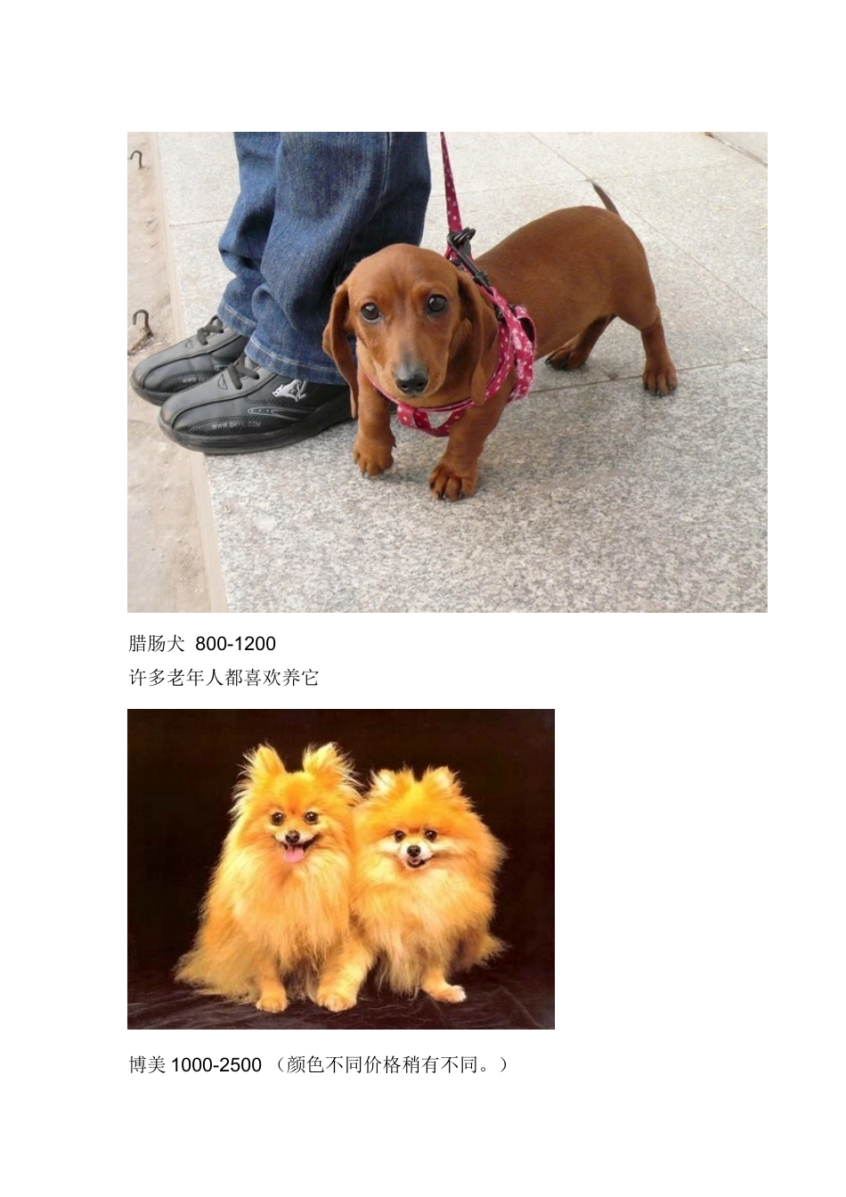 各种狗狗市场价格_第2页