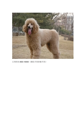 各种狗狗市场价格