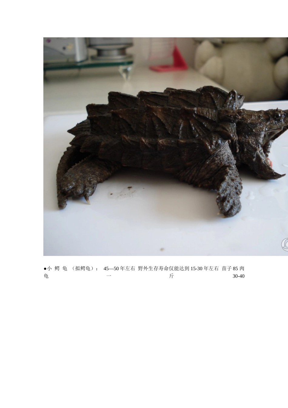 宠物龟寿命及价格_第2页
