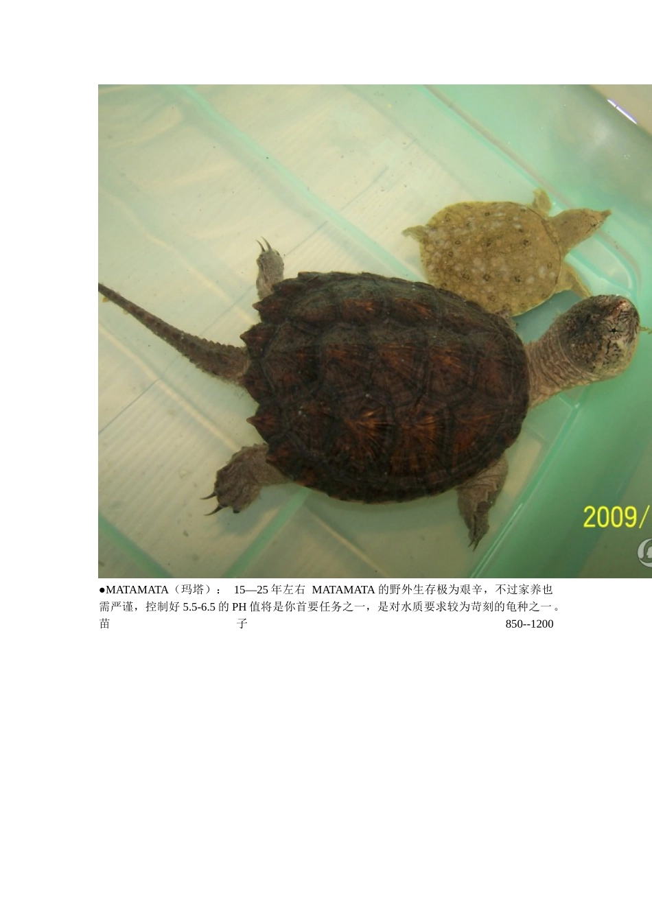 宠物龟寿命及价格_第3页