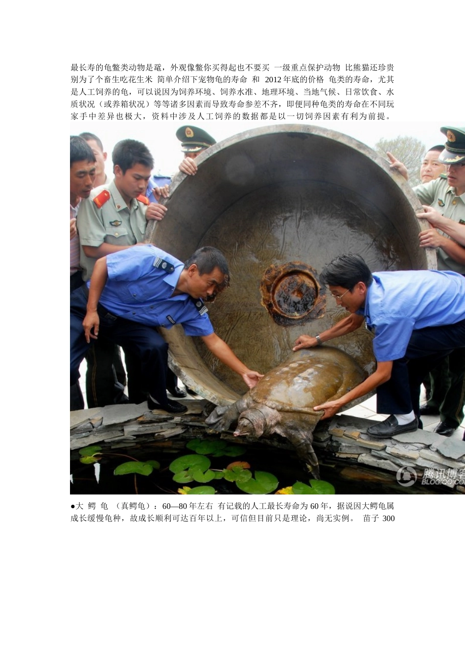 宠物龟寿命及价格培训资料_第1页