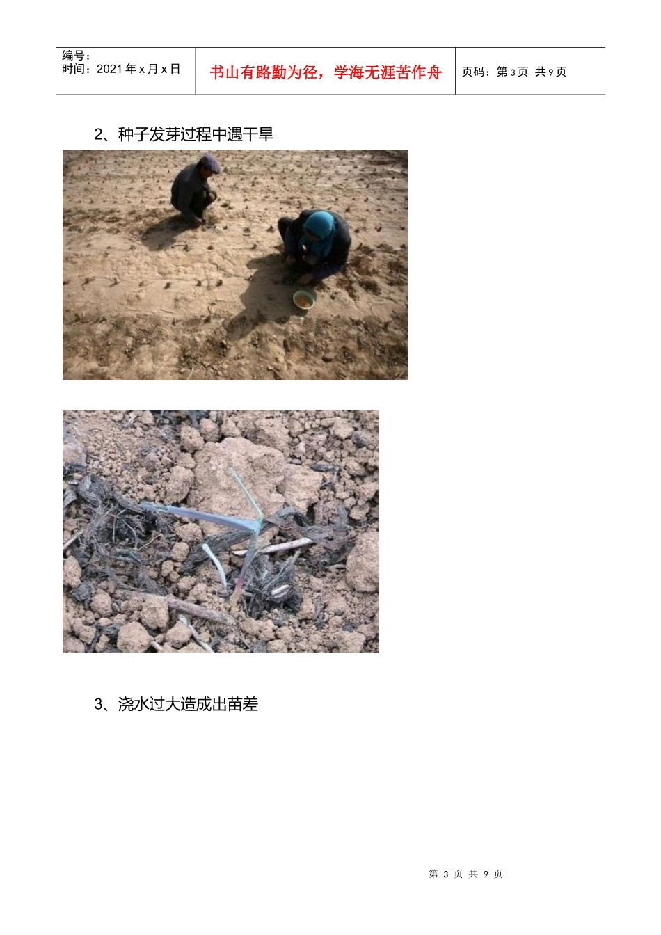 玉米单粒播种的主要风险因素分析_第3页