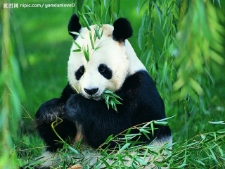 国宝——大熊猫