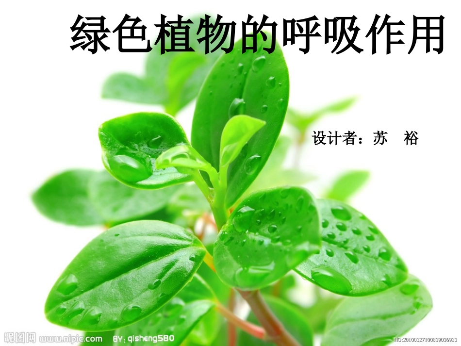 绿色植物的呼吸作用_第1页