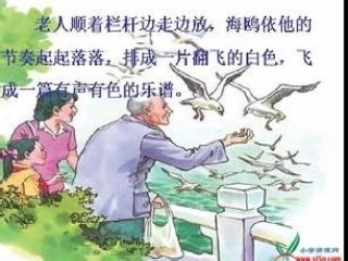 老人与海鸥PPT课件