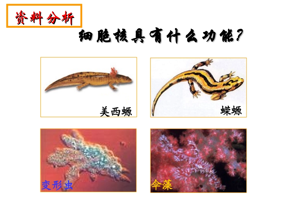 细胞核系统的控制中心_第3页