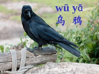 乌鸦喝水PPT课件最新