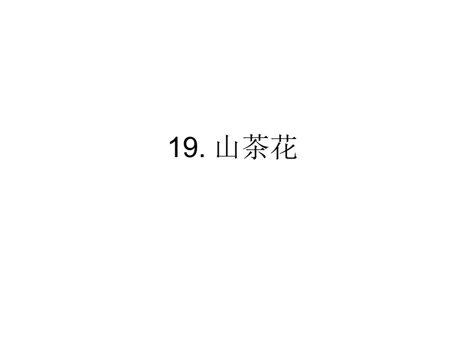 《山茶花》PPT_第1页