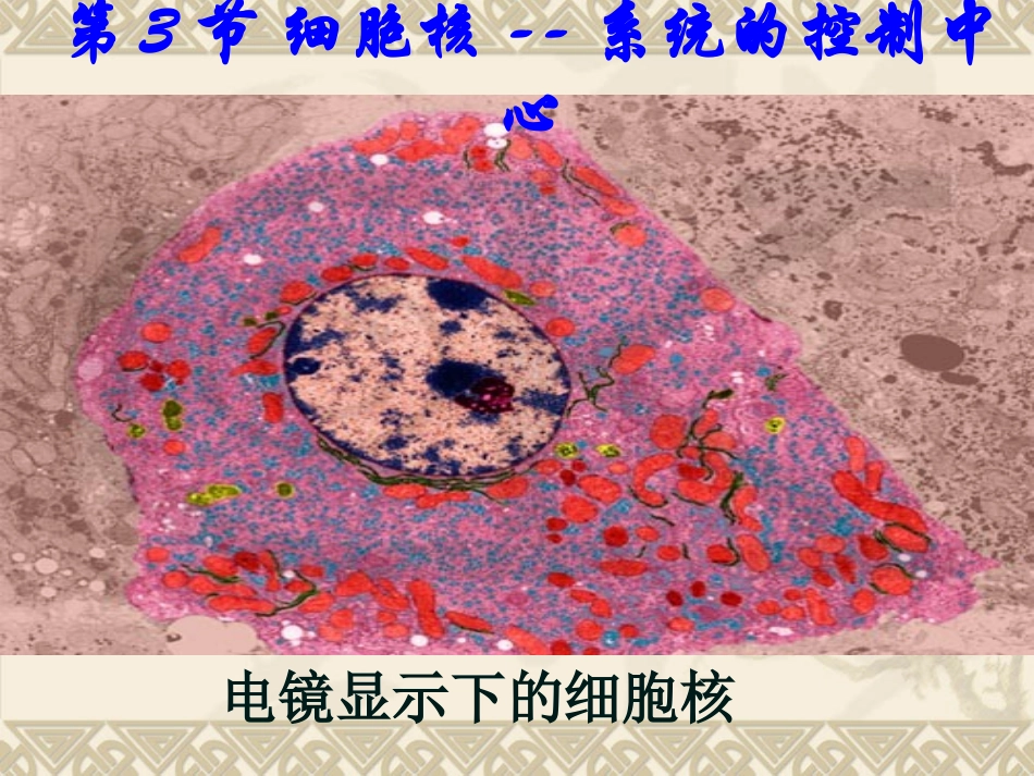 细胞核系统的控制中心（何庆华最终稿）_第3页