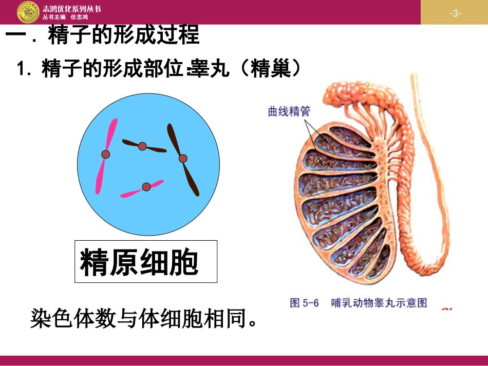 减数分裂设计一_第3页