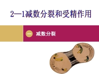 减数分裂设计一