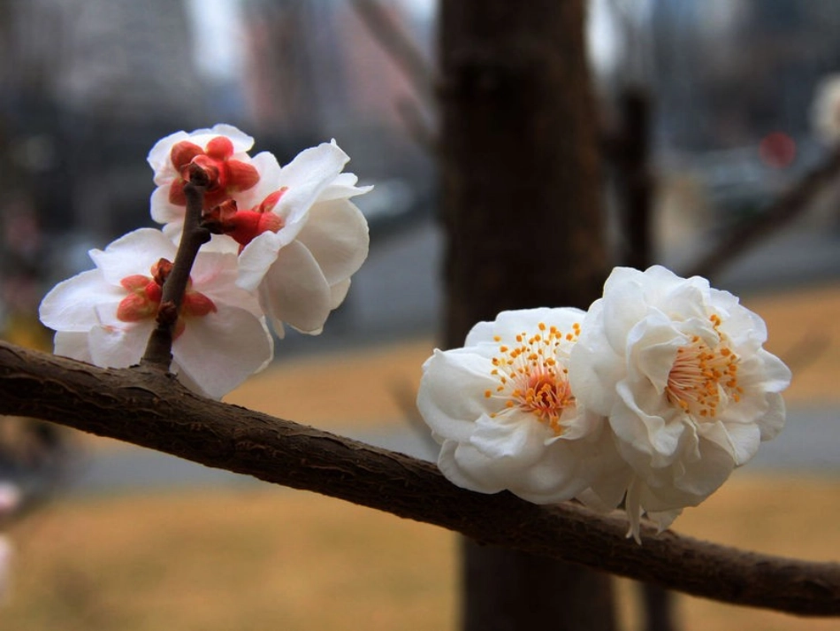 《踏雪寻梅》_第2页