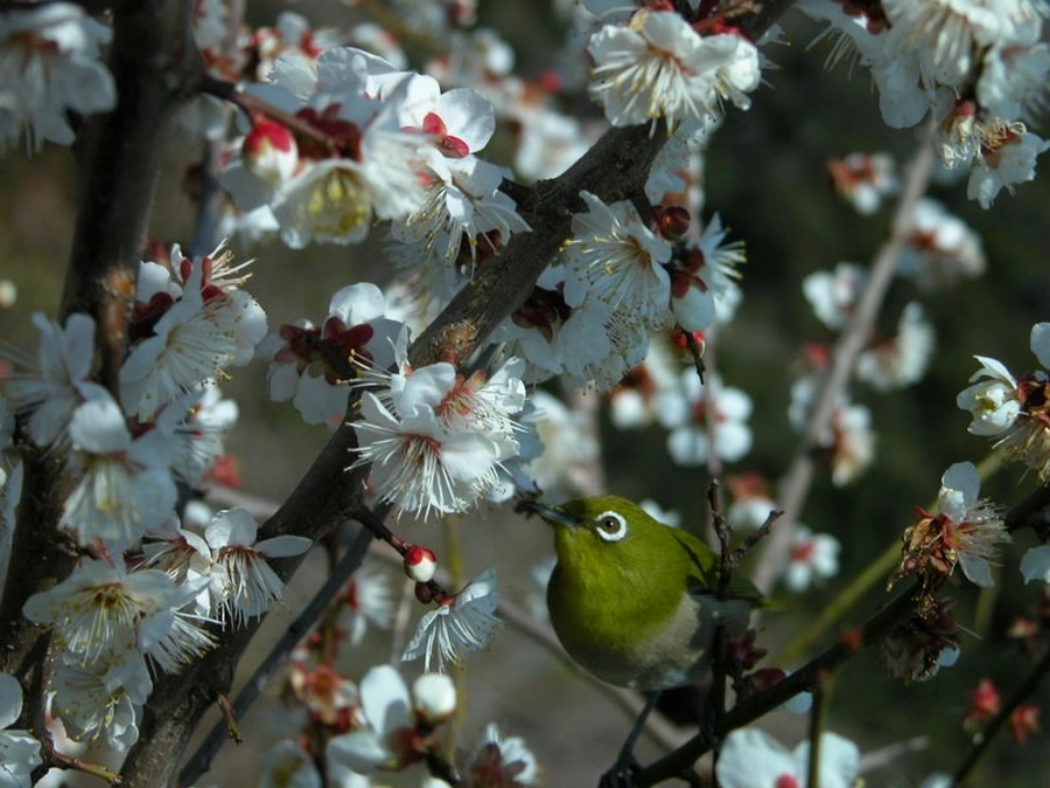 《踏雪寻梅》_第3页