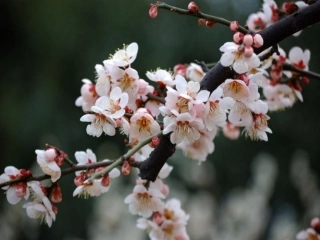《踏雪寻梅》