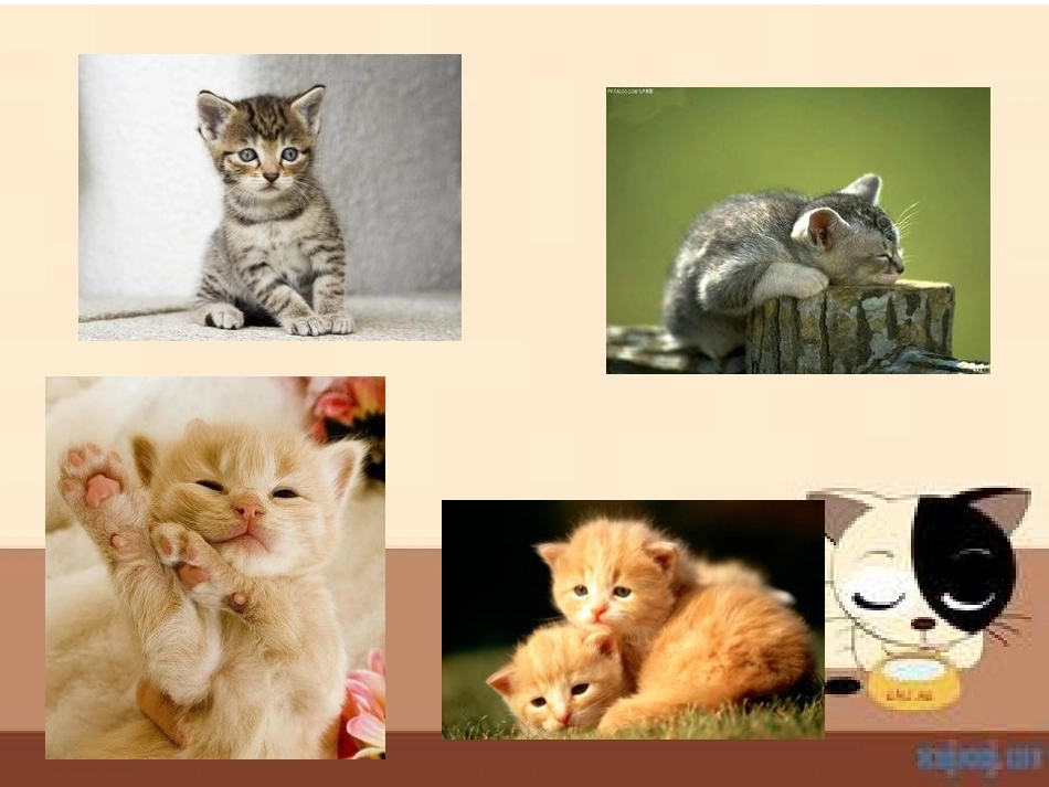 中班___数学__喂猫咪_第2页