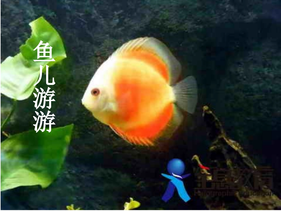 第八课鱼儿游游课件_第3页
