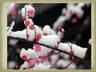 胡文华：中国的花