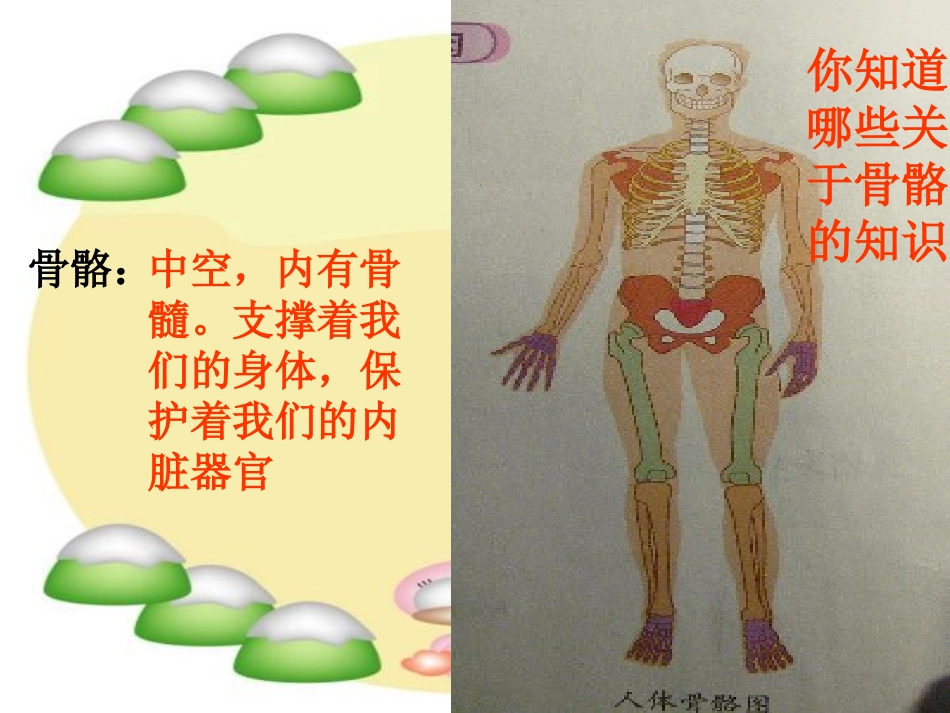 骨骼、关节和肌肉_第2页