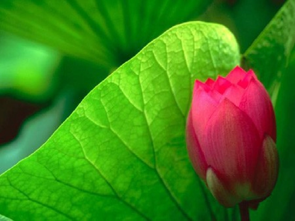 爱莲说PPT课件_第1页