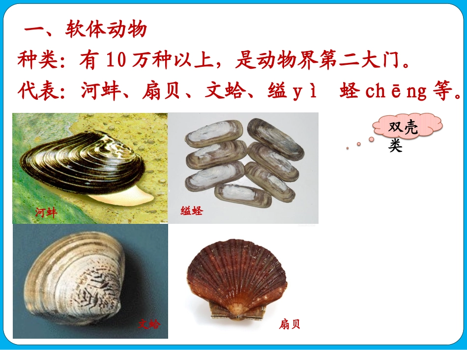 软体动物和节肢动物_第3页