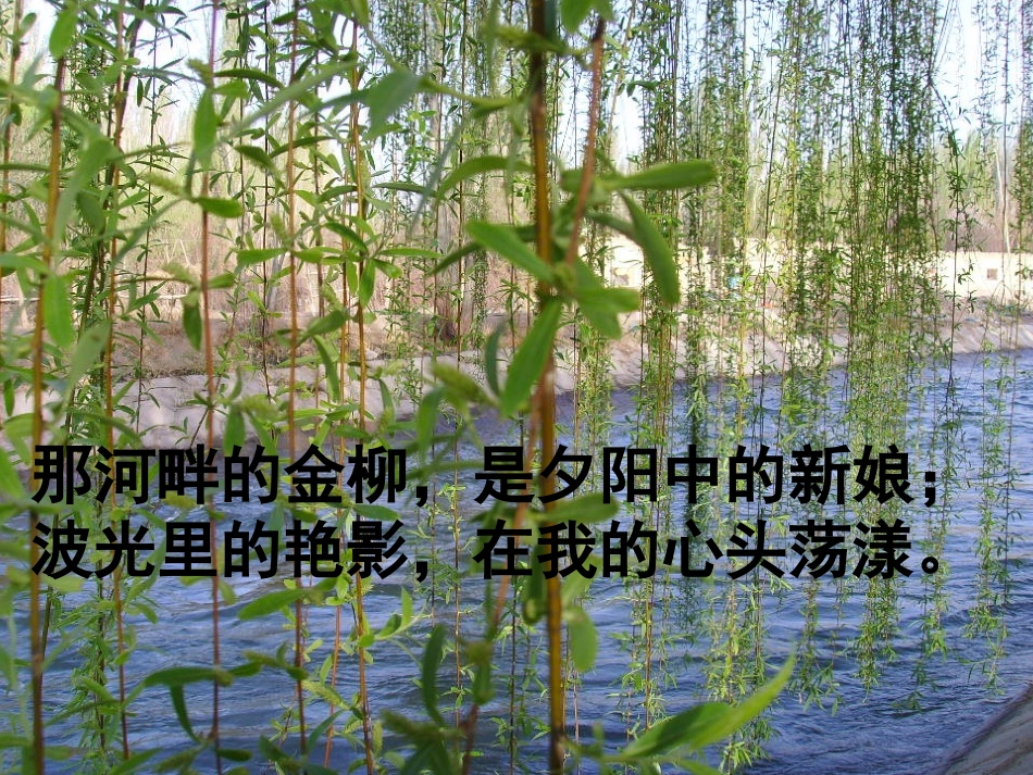柳叶儿课件讲课_第1页