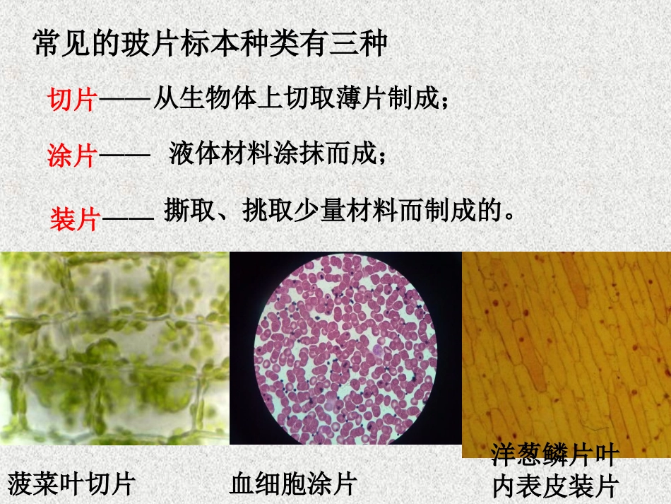 植物细胞课件新人教版_第3页