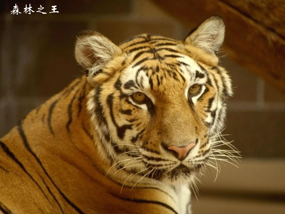 三上动物明星（一）_第2页