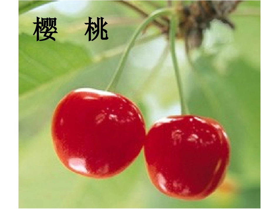 人教版小学语文第三册《植物妈妈有办法》教学课件_第3页