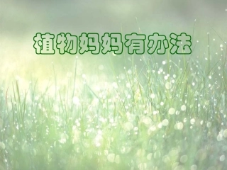 人教版小学语文第三册《植物妈妈有办法》教学课件