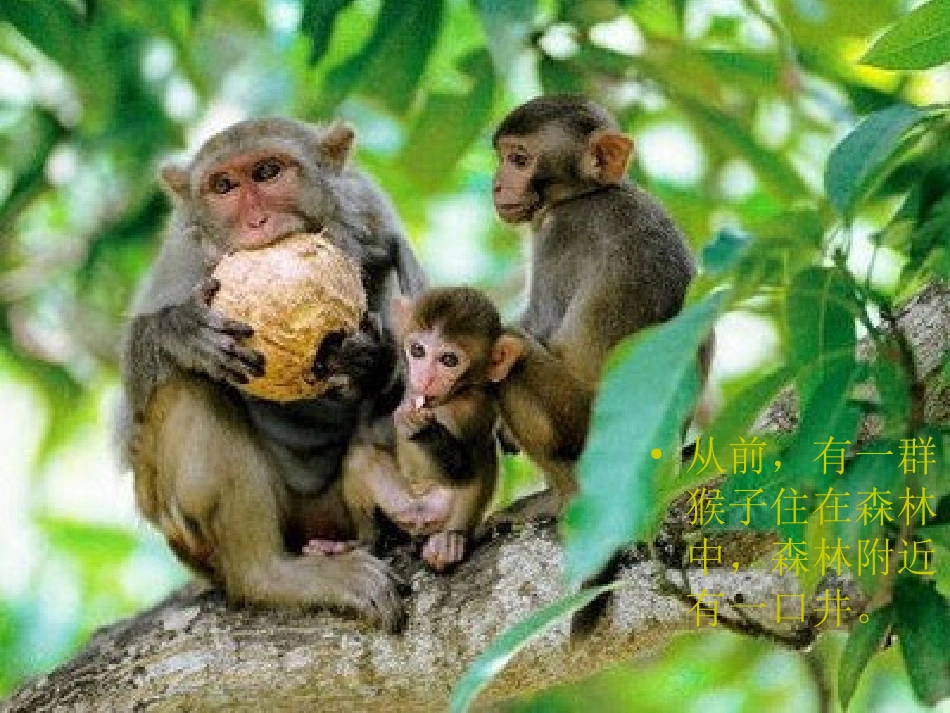 猴子捞月课件_第2页