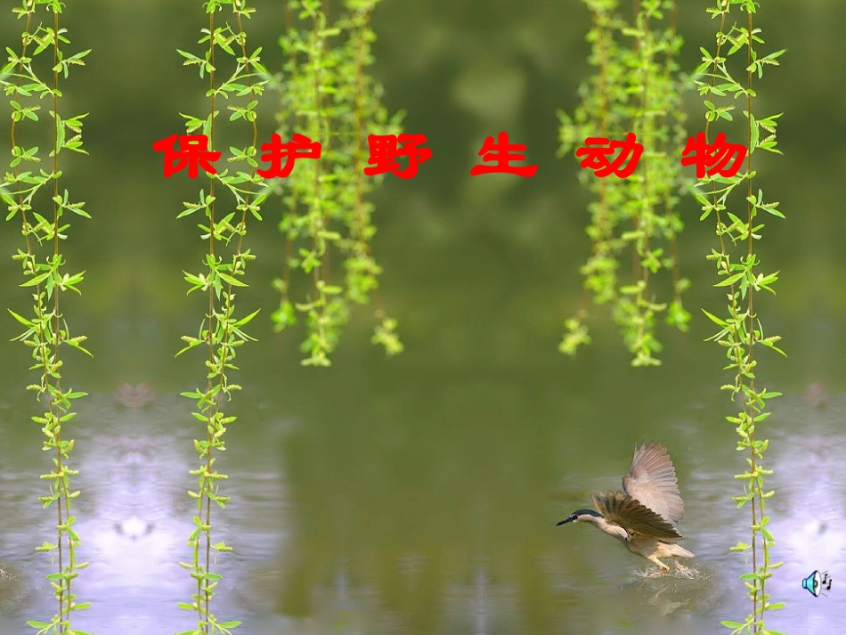 保护野生动物_第1页