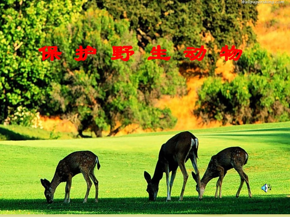 保护野生动物_第3页