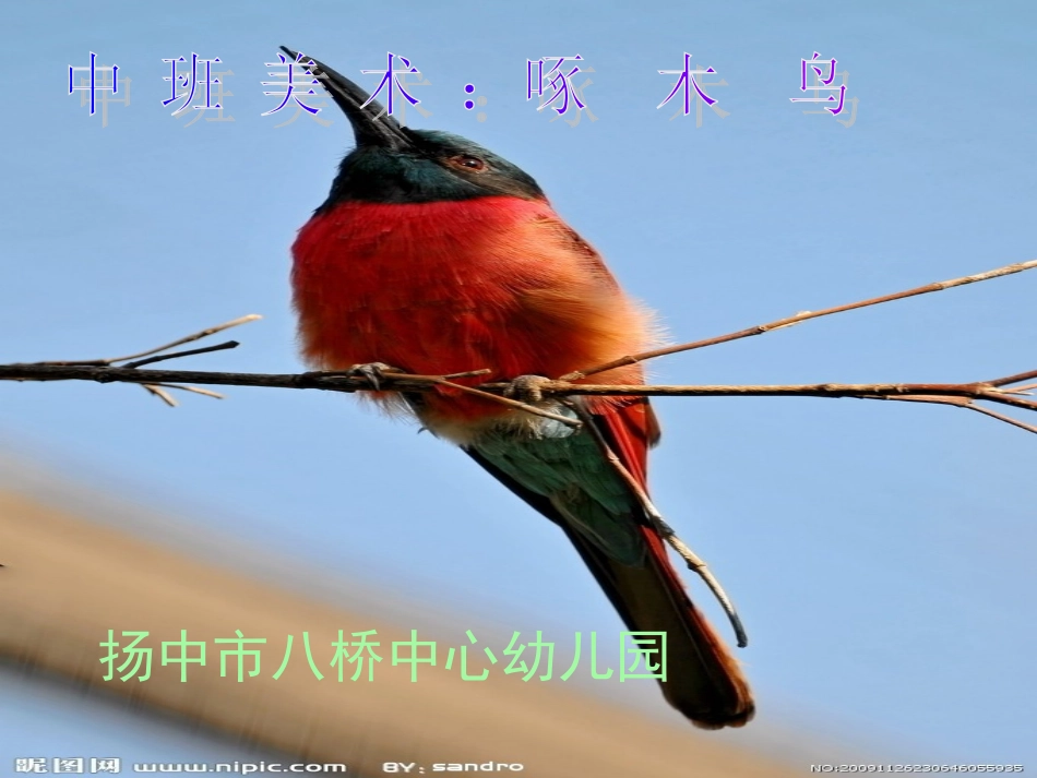 中班美术：啄木鸟_第1页