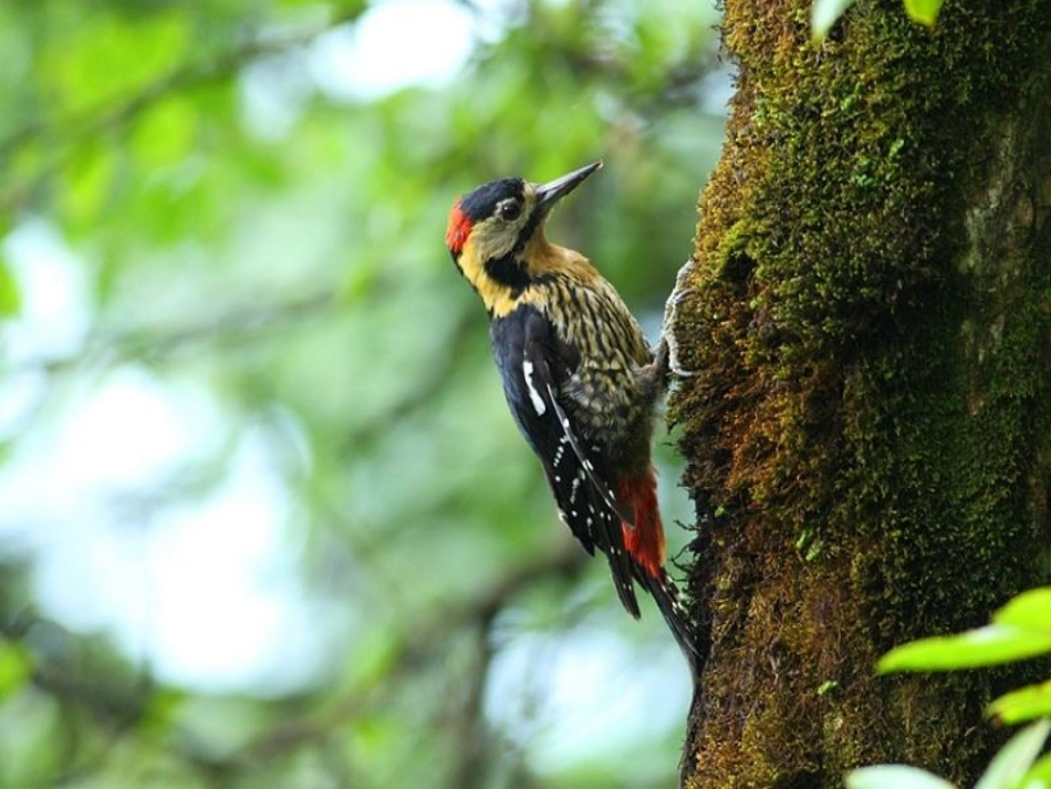 中班美术：啄木鸟_第2页
