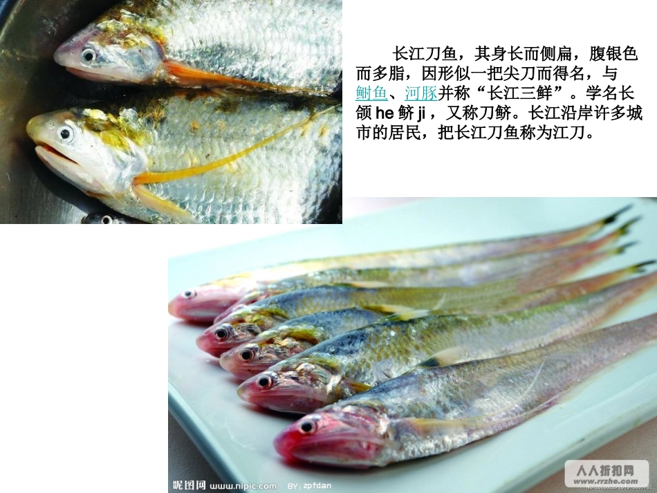 刀鱼哪儿去了_第2页